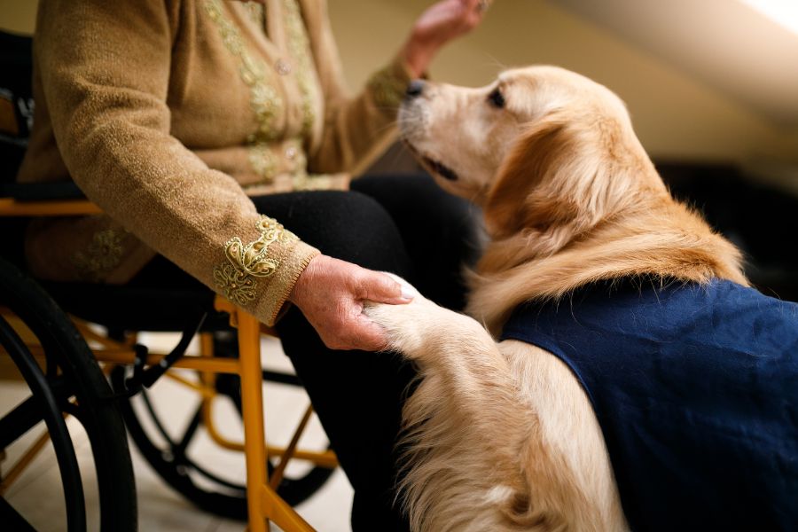 A golden retriever gives its paw to a person in a wheelchair, creating a tender moment.